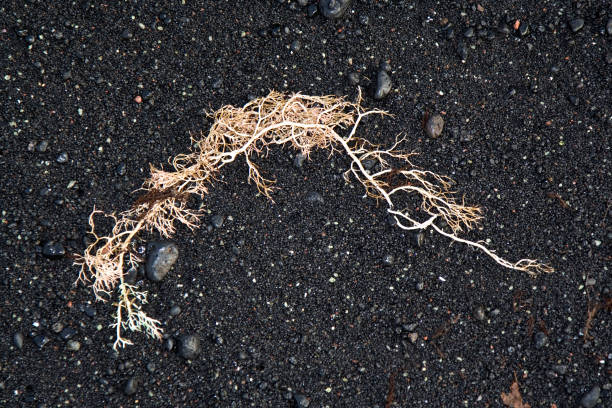 beautiful structure with sea flora at the vulcanic black beach