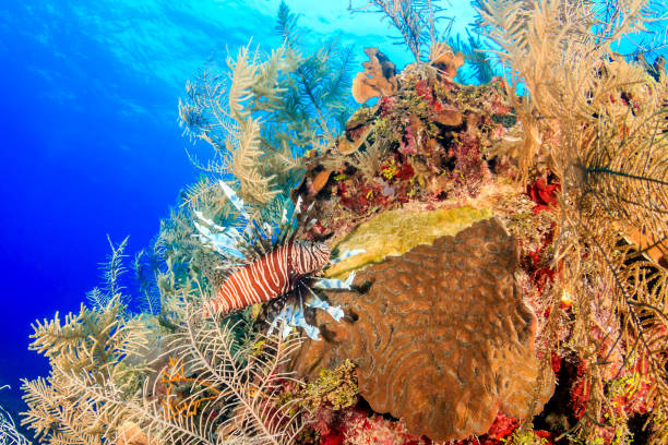 istock Beautiful Lionfish on a coral reef 669566830