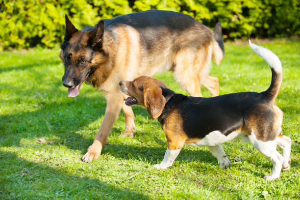 istock Beagle and German Shepherd frinds portrait 669573714