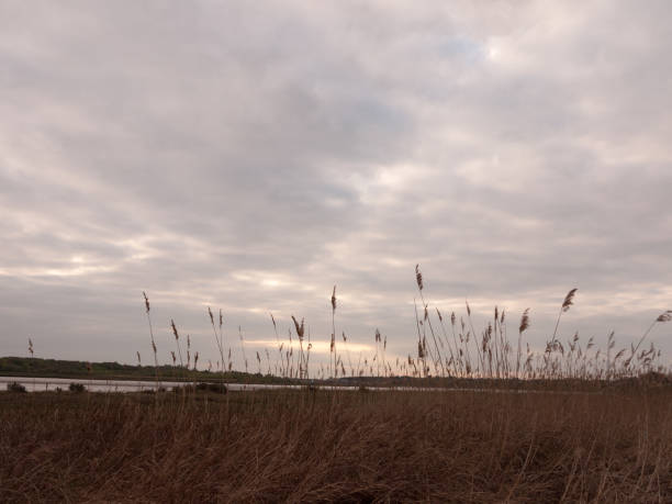 istock Dry reed by a lake on a cloudy day 669573782