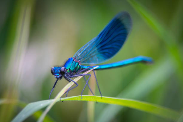옥스퍼드셔 초원의 풀잎에 있는 남성 밴드 데미젤 - dragonfly 뉴스 사진 이미지