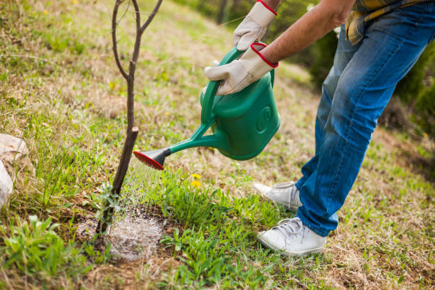 istock Senior man gardening 669573862