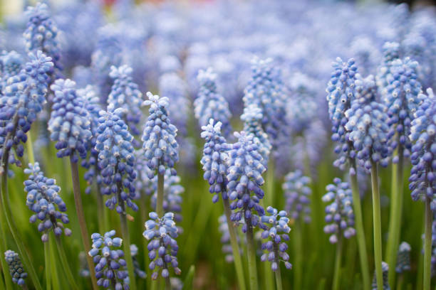 istock the Blue Hyacinths isolated at 2017 669574294
