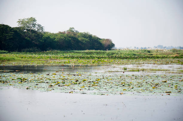 istock Bueng Si Fai in Phichit, Thailand 669577404