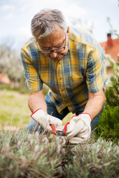 istock Senior man gardening 669577424