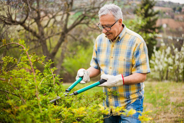 istock Senior man gardening 669577442