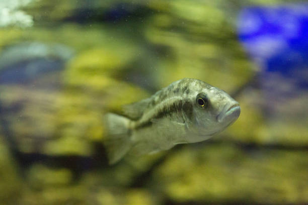istock Beautiful colorful fish in the aquarium 669577520