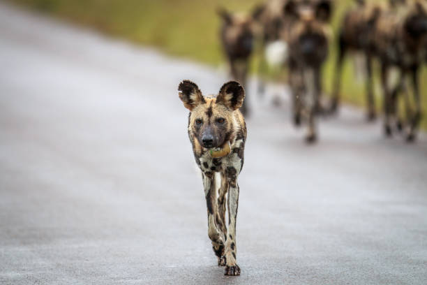 istock African wild dog walking towards the camera. 669588368