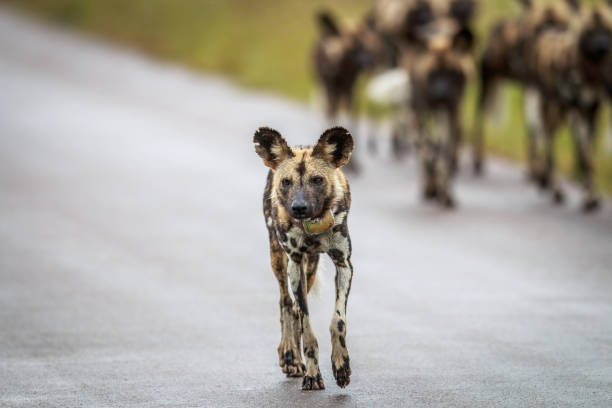 istock African wild dog walking towards the camera. 669588548