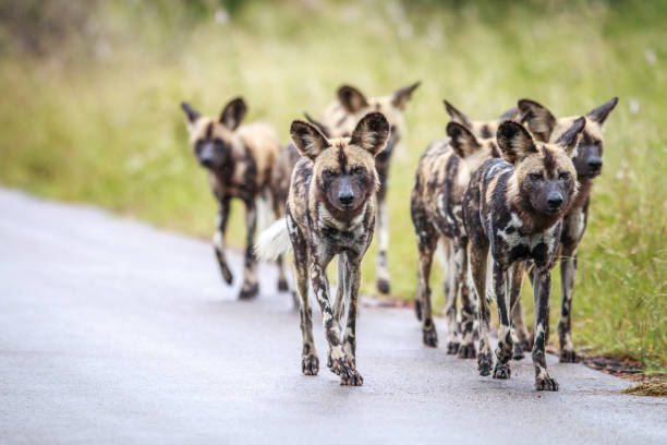 istock African wild dogs walking towards the camera. 669588562