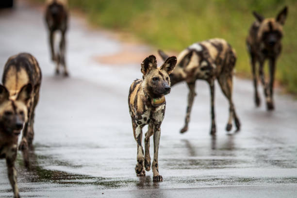 African wild dog walking towards the camera in the Kruger National Park, South Africa.