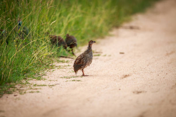 istock Starring Helmeted guineafowl chick. 669588662