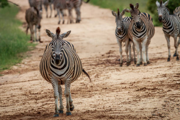 istock Pregnant Zebra starring at the camera. 669588666