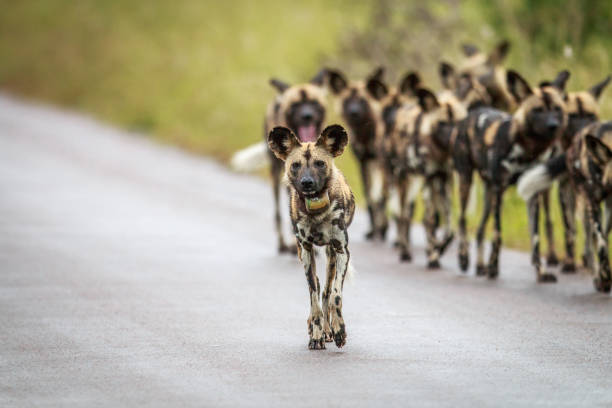 istock Pack of African wild dogs on the road. 669588672