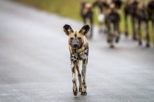 istock African wild dog walking towards the camera. 669588694