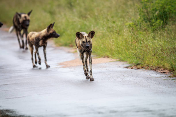 istock African wild dog running towards the camera. 669588718
