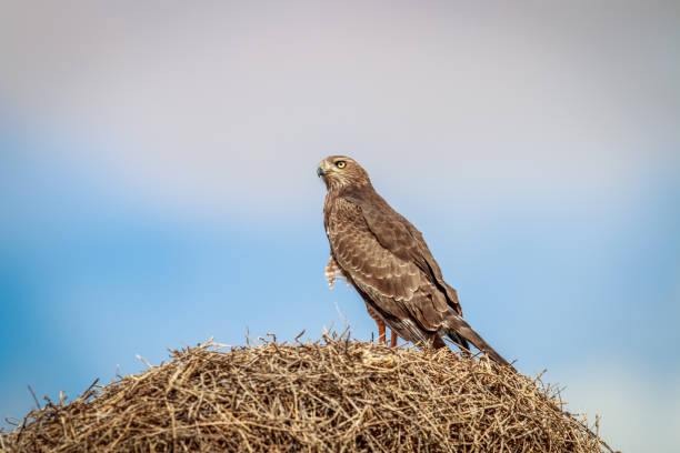 istock Juvinile Pale-chanting goshawk on a weaver nest. 669588734