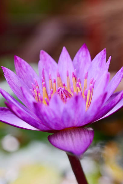 istock Beautiful purple lotus flower 669588808
