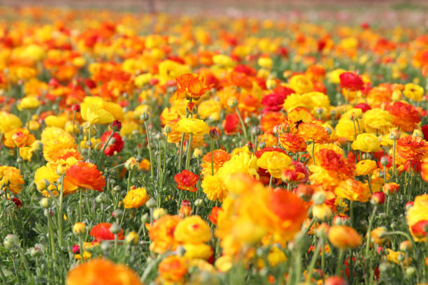 istock Image of beautiful yellow and ted spring flowers. 669591306