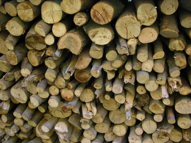 Grain, wood grain, tree trunk, Germany