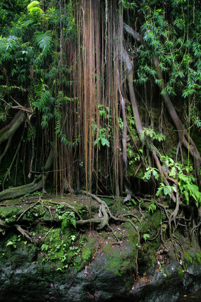 banyan drzewo w dżungli sumatry - creek street zdjęcia i obrazy z banku zdjęć