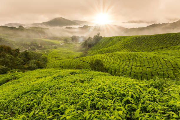 istock Cameron highland tea plantation 669592258