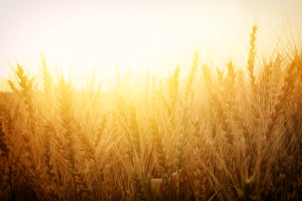 istock photo of wheat field at sunset 669592346