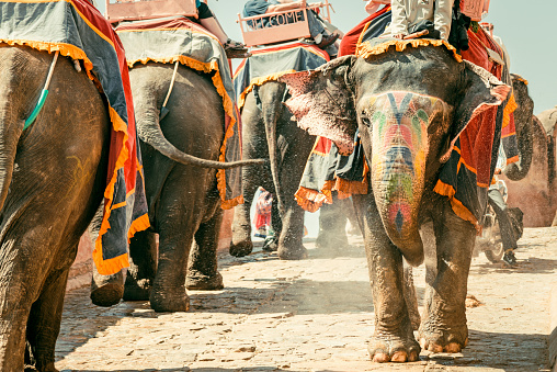 Colorful Indian Elephant Convoy walking down the small street from famous Amber Palace in Jaipur, Rajasthan, India. Edited vintage colors.