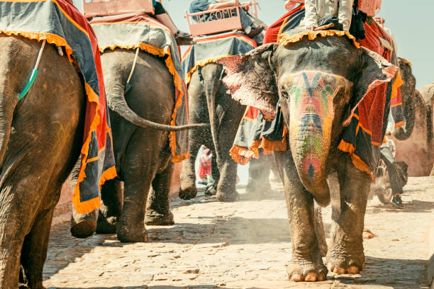 Amber Palace Indian Elephants Convoy Jaipur India Colorful Indian Elephant Convoy walking down the small street from famous Amber Palace in Jaipur, Rajasthan, India. Edited vintage colors. elephant handler stock pictures, royalty-free photos & images