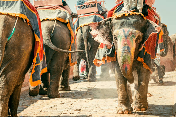 amber palace indian elephants convoy jaipur india - jaipur city palace imagens e fotografias de stock