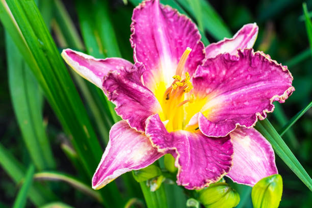 istock Beautiful daylilies growing in the garden 669596902