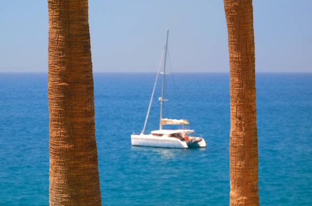 Luxury Catamaran And Palm Trees