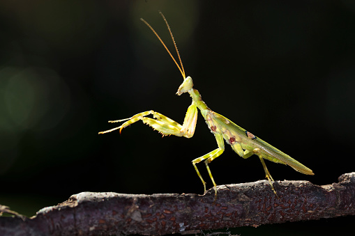 Grasshopper on a branch.