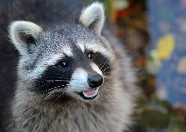 istock Cute grey raccoon with open mouth 669610836
