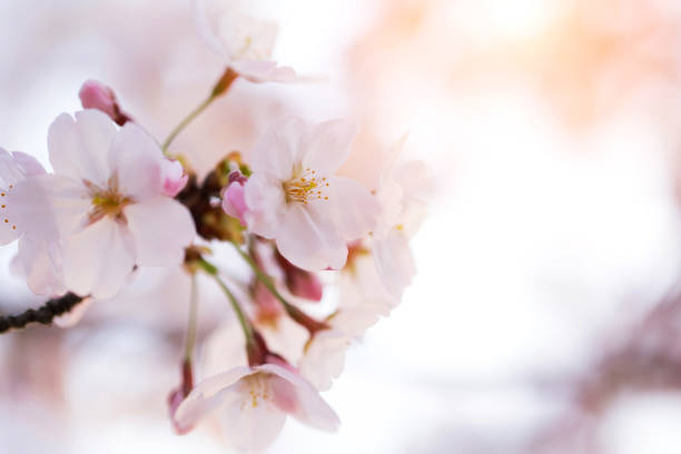 istock Blooming malus spectabilis flower background 669617344