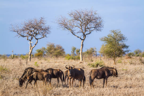 istock Blue wildebeest in Kruger national park, South Africa 669620768