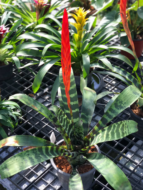 istock Beautiful Aechmea fasciata with orange flower 669620790
