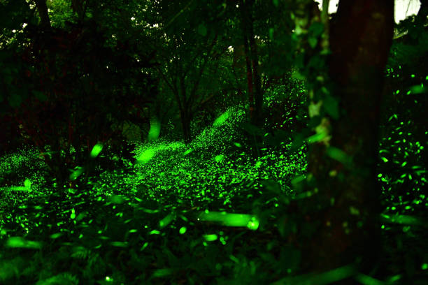 istock Fireflies were flying above tussock in the night 669621396