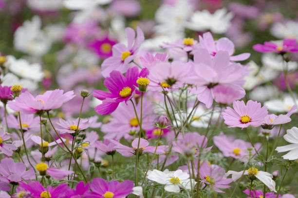 istock the bloom flowers Cosmos bipinnatus 669621848