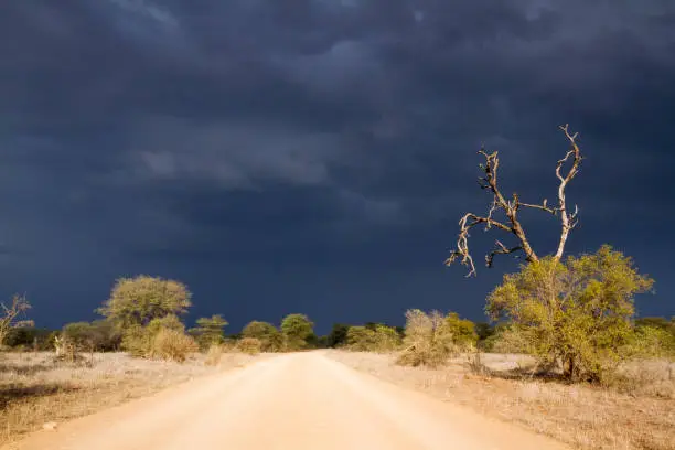 Photo of Stormy landscape in Kruger national park, South Africa