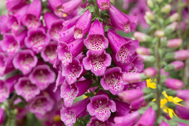 istock the Canterbury bells flowers in full bloom 669624574