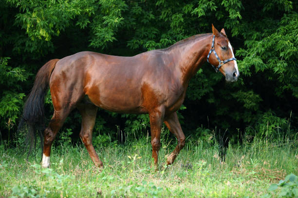 istock Purebred horse on summer meadow 669624936