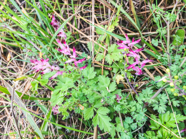 istock common ramping-or wall fumitory 669625098