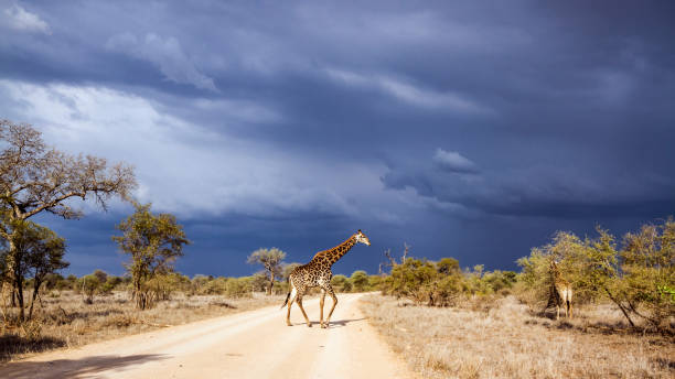 istock Giraffe in Kruger national park, South Africa 669625126