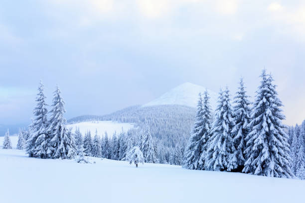istock Fir-trees covered with snow around lawn. 669625938