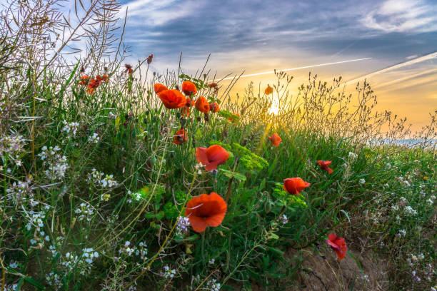 istock Sunrise on the Prairie 669628778