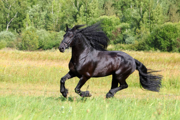 istock Friesian black horse with long mane galloping 669631298