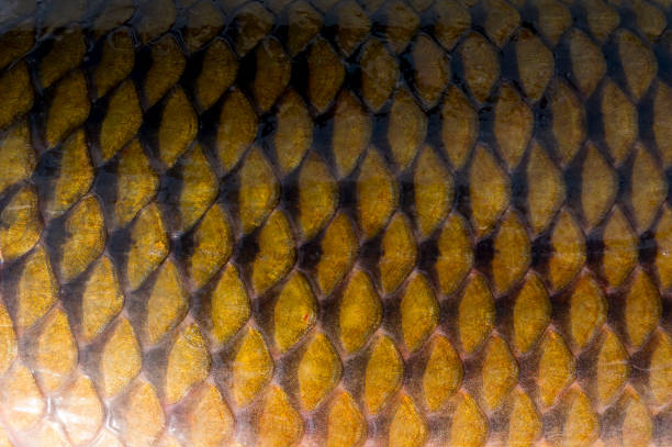 istock Golden fish scales. 669631700