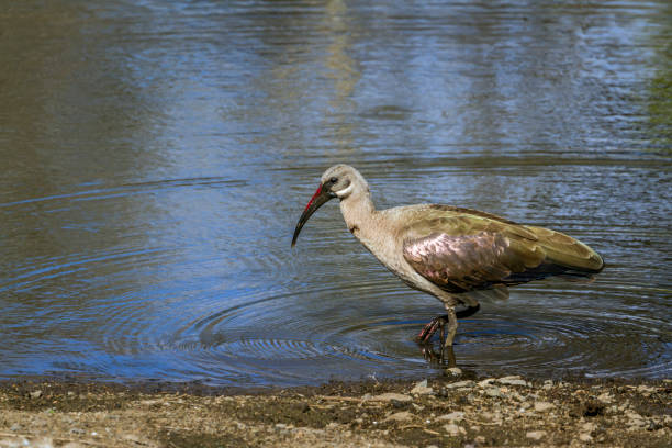 Specie Bostrychia hagedash family of Threskiornithidae