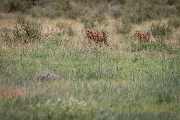 istock Two Cheetahs walking in the grass. 669634298